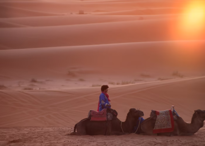 A camel standing next to his to camels in the middle of Merzouga Desert sandy Dunes during the sunset