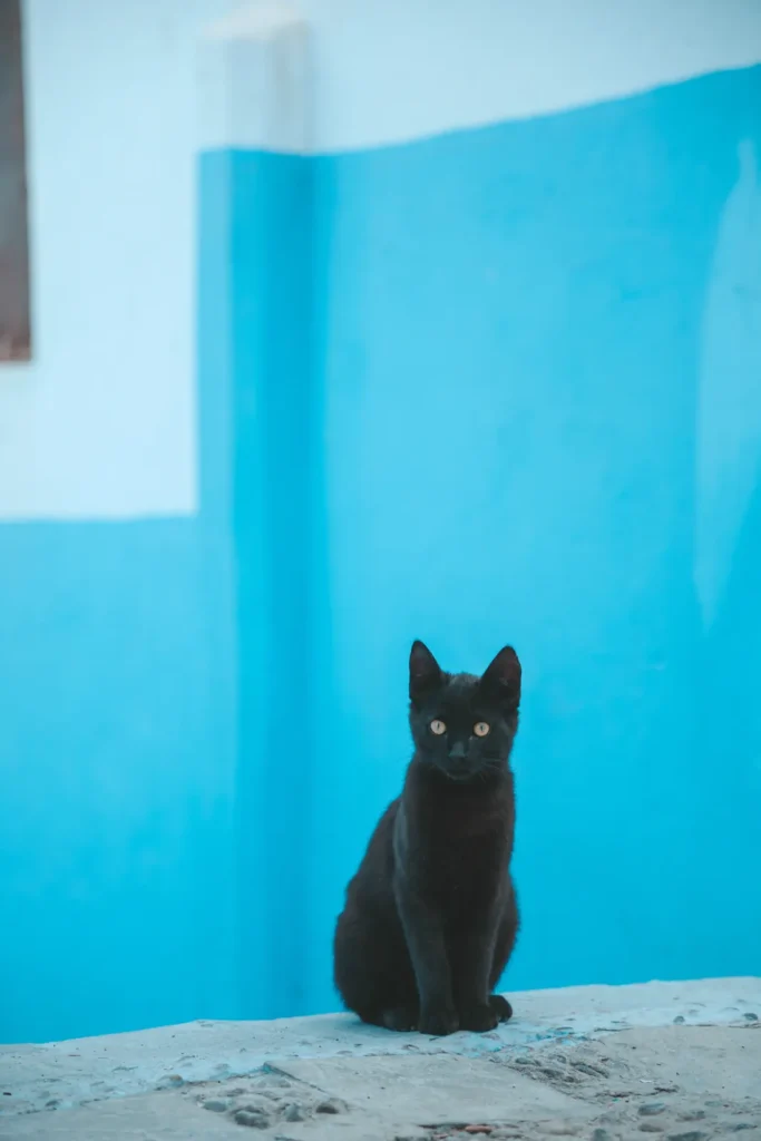 Un gato en un muro azul de Chefchaouen, la primera noche desde Tánger