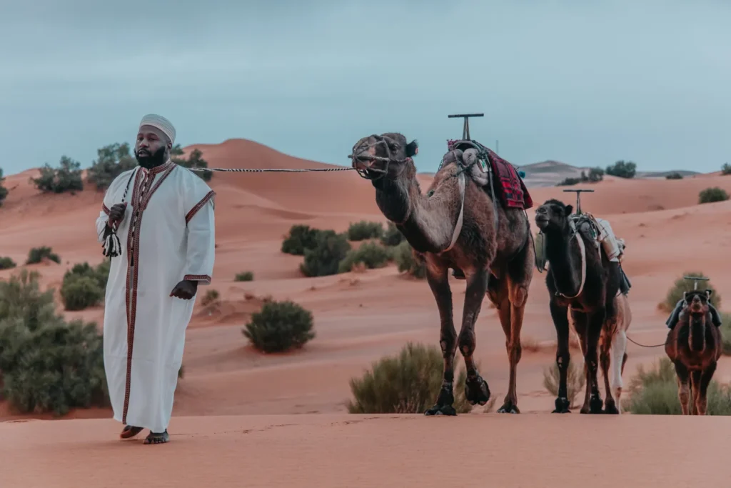 Berber guide leading camels through the Merzouga dunes