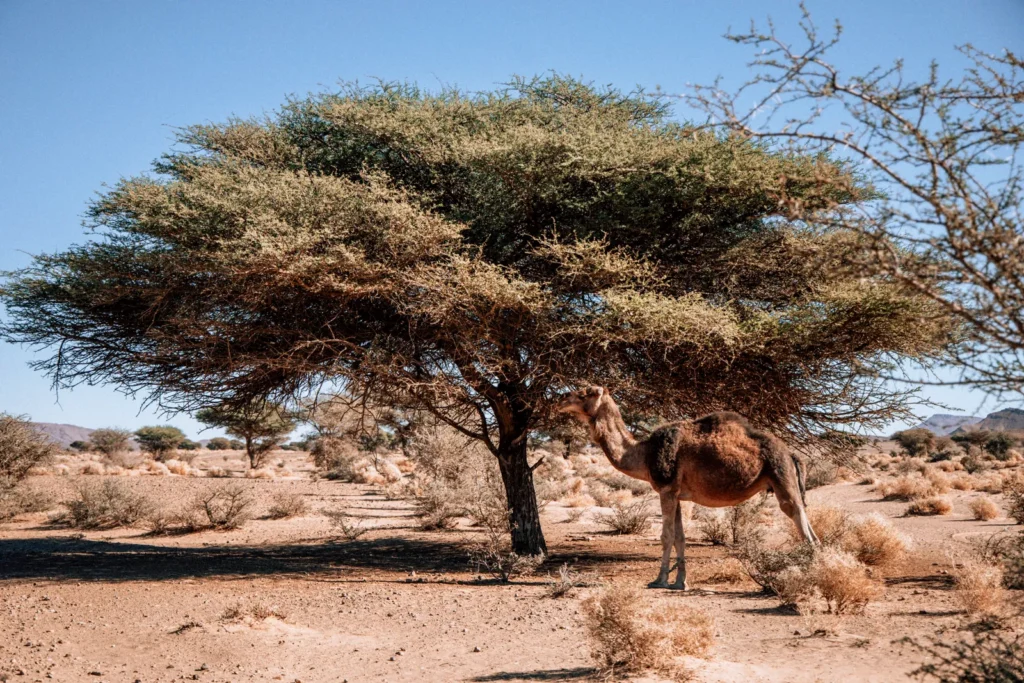 Acacia tree and camel in the Draa desert