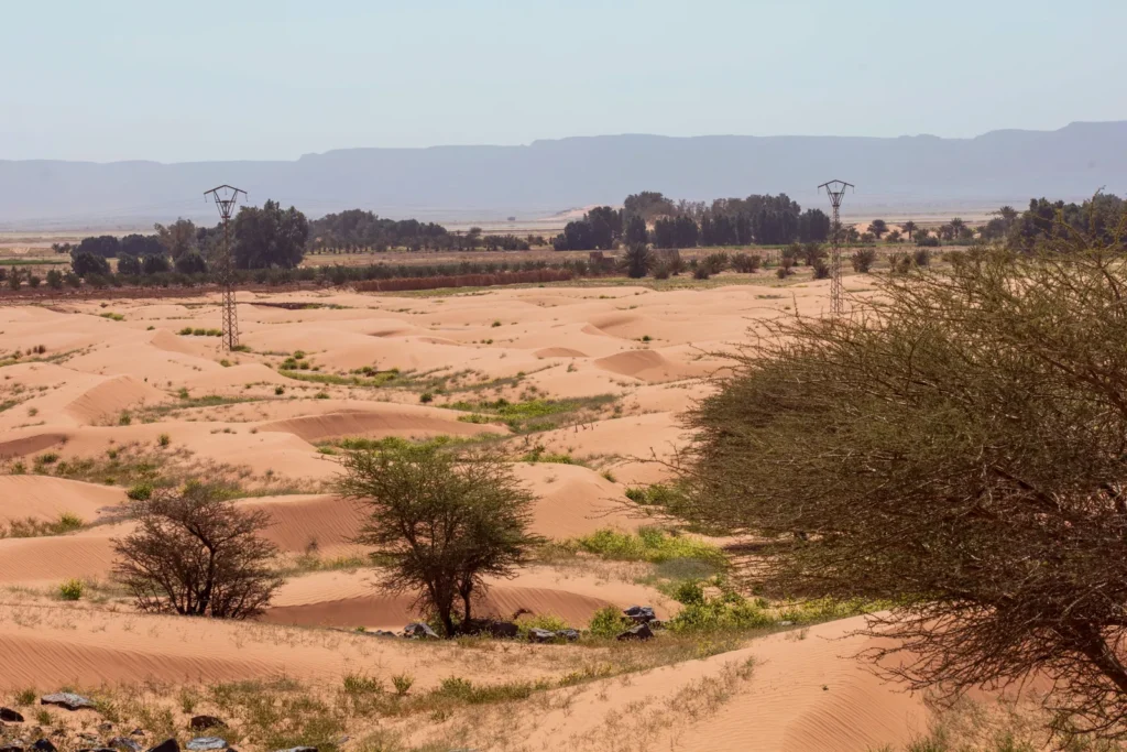 Dunes and desert shrubs near Merzouga