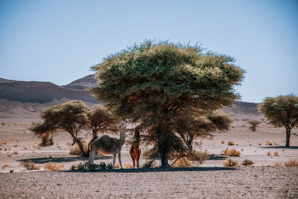 Acacia tree on the desert road back to Marrakech