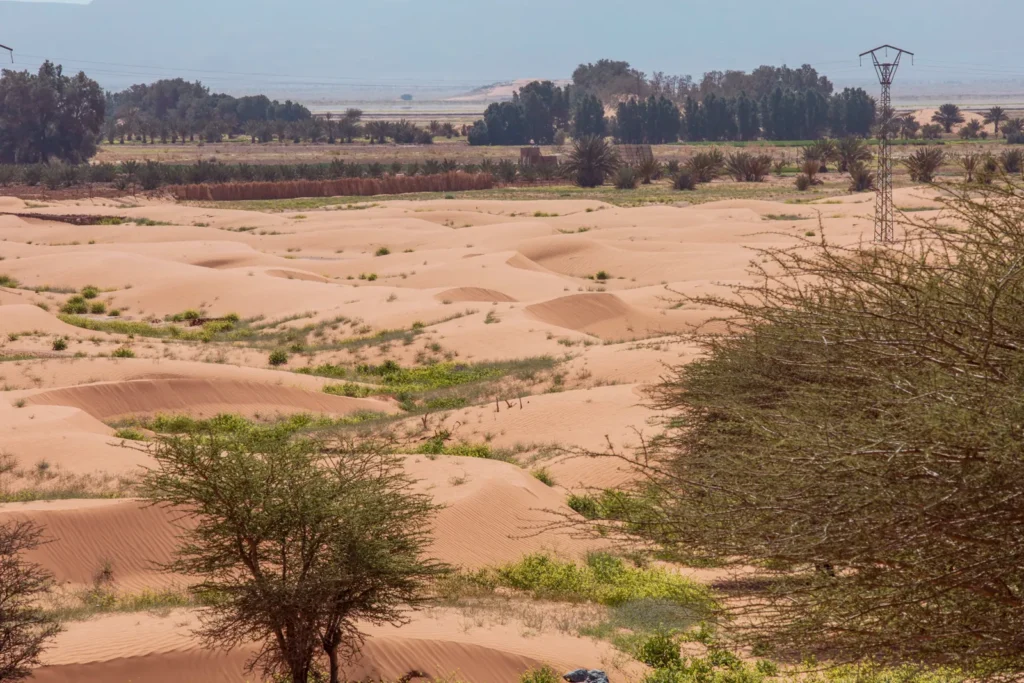 Dunes and tamarisk near Merzouga