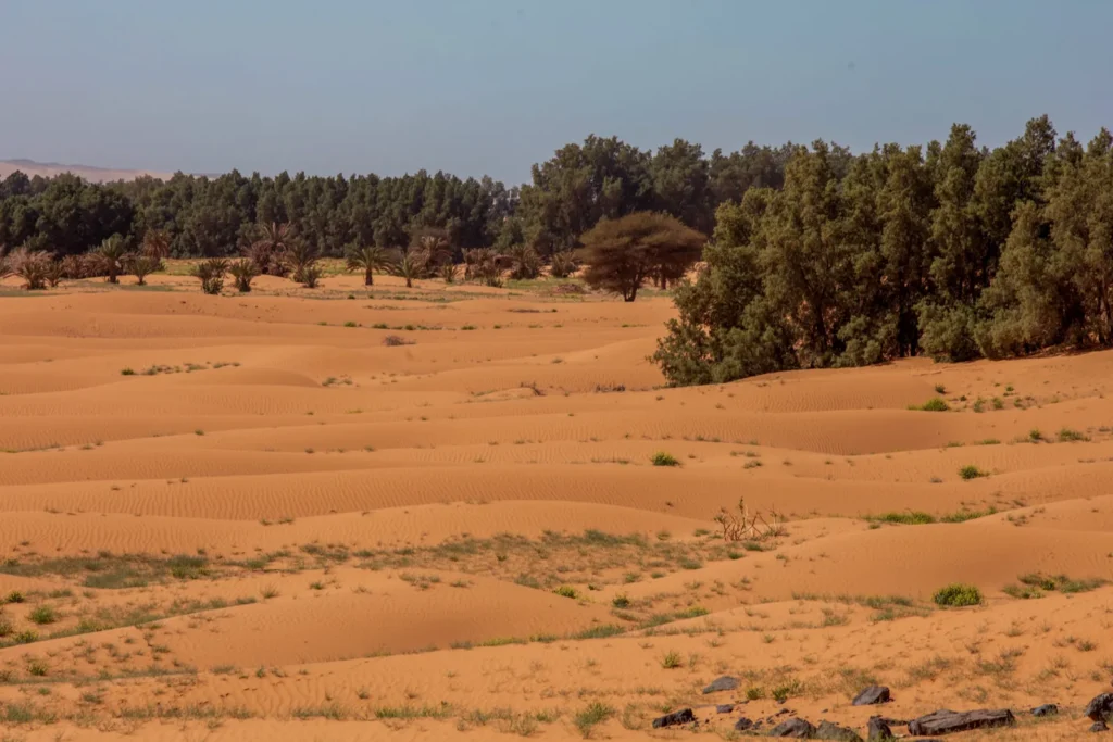 Palms and dunes at the edge of Merzouga